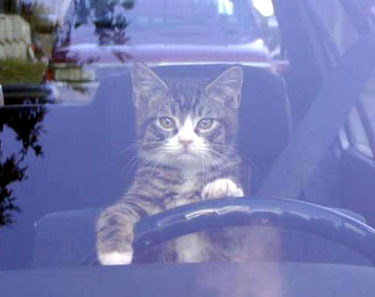 cat-driver.jpg